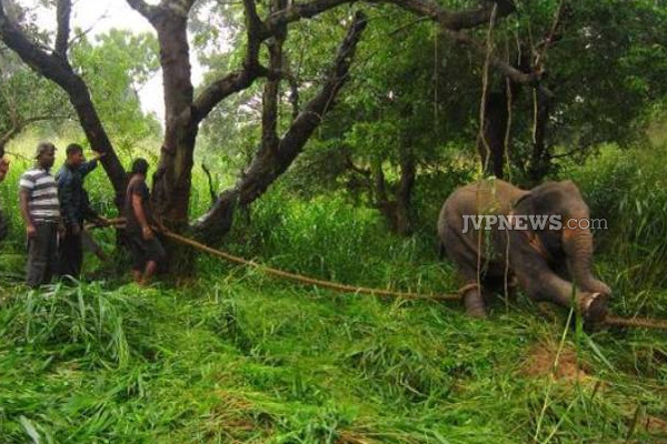 புத்தளத்தில் 4 பேர் உட்பட 11 காட்டு யானைகள் உயிரிழப்பு! | 11 Wild Elephants Including 4 Dead In Puttalam