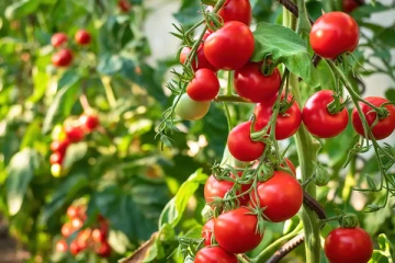 தினமும் காலையில் எழுந்ததும் வெறும் வயிற்றில் தக்காளி சாப்பிடுவதனால் கிடைக்கும் நன்மைகள் என்ன தெரியுமா?