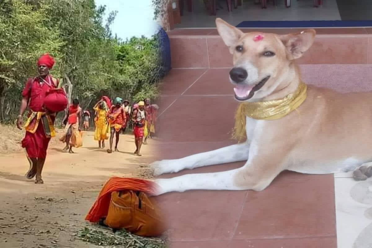 யாழ்ப்பாணத்தில் இருந்து சென்ற பக்தர்கள் - தெய்வமாக வந்து நெகிழ வைத்த நாய் | A Dog Who Travels 33 Days With Devotees