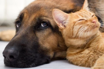 செல்லப்பிராணிகள் வளர்ப்பவர்களுக்கு வழங்கப்பட்டுள்ள அறிவுறுத்தல்