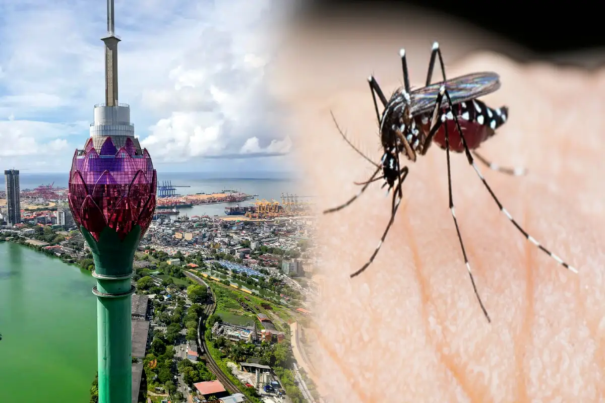 கொழும்பு மக்களுக்கு வந்த அடுத்த ஆபத்து..! இன்றும் பதிவான மரணம் | Dengue Deaths Increase In The Country