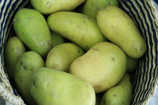 பச்சை நிற உருளைகிழங்கை சாப்பிடலாமா? அவசியம் தெரிஞ்சுக்கோங்க | Can You Eat Green Potatoes You Must Know பச்சை நிற உருளைகிழங்கை சாப்பிடலாமா? அவசியம் தெரிஞ்சுக்கோங்க | Can You Eat Green Potatoes You Must Know