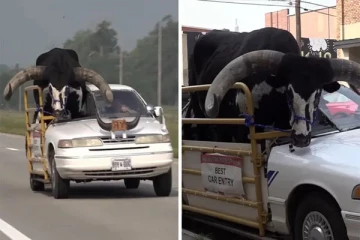 காரில் பசுவை ஏற்றி வருவதாக பொலிசாருக்கு கிடைத்த தகவல்: அதிரவைக்கும் காட்சி