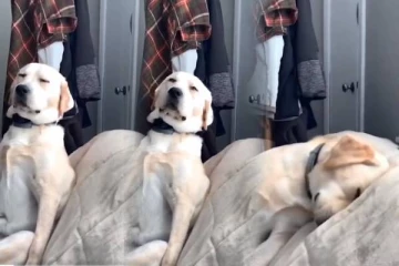 அமர்ந்தவாறு மட்டையாகி விழுந்த நாய்! வாயை திறந்து சிரிக்க வைக்கும் வீடியோ காட்சி!