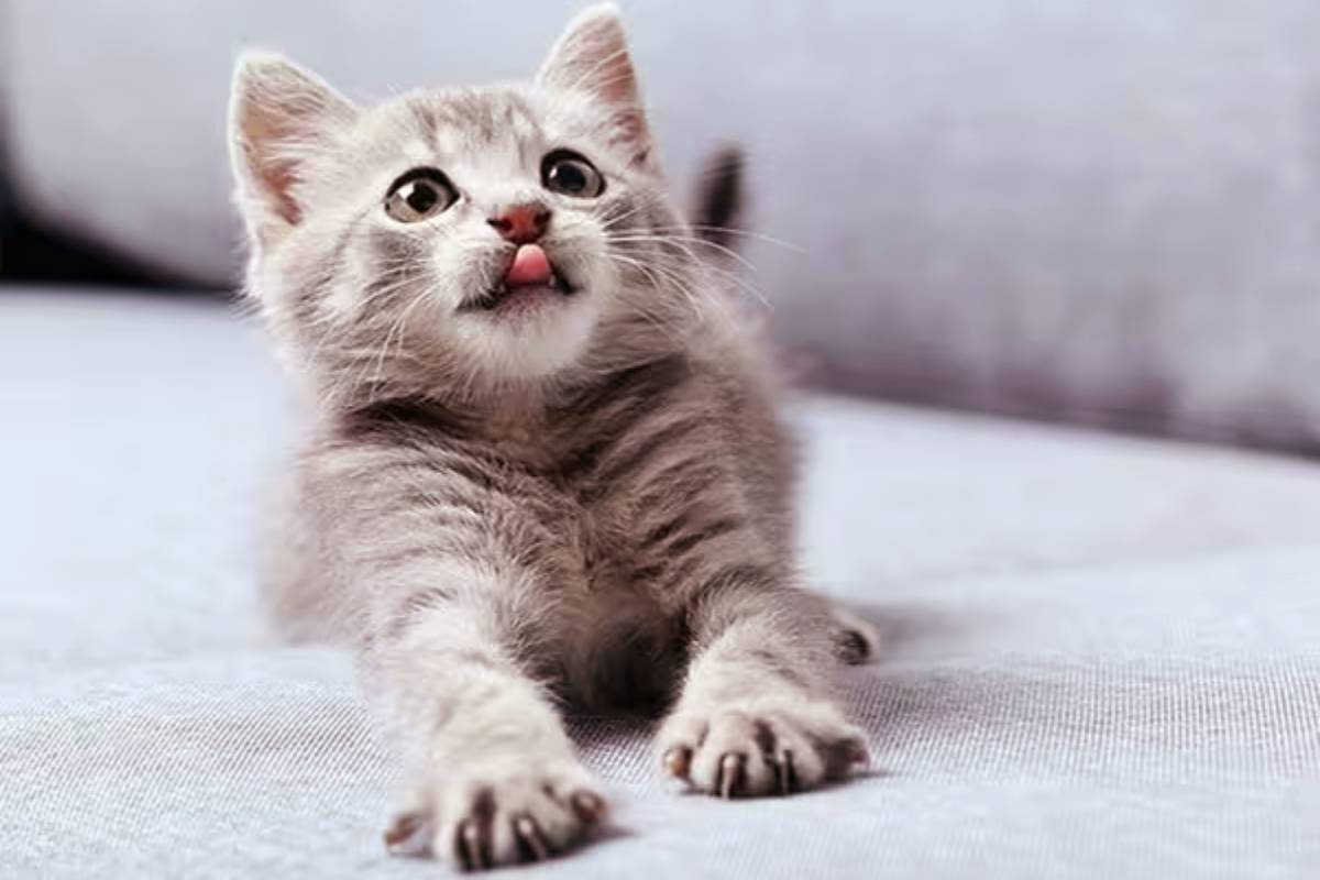 பூனைக்கு சாப்பாடு ஊட்டியே ரூ.72 லட்சம் சம்பாதித்த இளைஞன் | Man Earns Rs 20 Lakhs From Cat Grooming Service பூனைக்கு சாப்பாடு ஊட்டியே ரூ.72 லட்சம் சம்பாதித்த இளைஞன் | Man Earns Rs 20 Lakhs From Cat Grooming Service