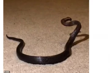 மகளின் அறையை சுத்தம் செய்த தாய்... அதிர்ச்சியடைய வைத்த காட்சி