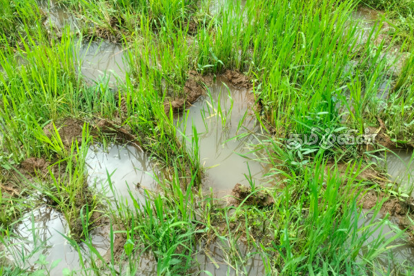 கந்தளாயில் மீண்டும் யானைகளின் அட்டகாசம்! விவசாயிகளை காப்பாற்றுமாறு கோரிக்கை | Elephants Are Once Again Rampaging In Kandalai கந்தளாயில் மீண்டும் யானைகளின் அட்டகாசம்! விவசாயிகளை காப்பாற்றுமாறு கோரிக்கை | Elephants Are Once Again Rampaging In Kandalai