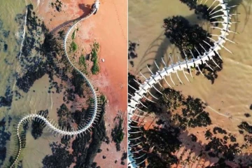 Google Mapல் ராட்சத பாம்பின் எலும்புக்கூடு! உண்மையில் இது என்ன தெரியுமா?