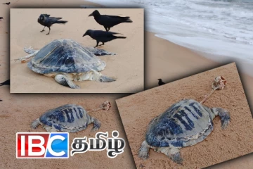 இறந்த நிலையில் கரை ஒதுங்கிய கடல் ஆமைகள்