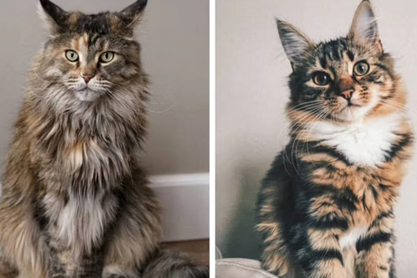 செல்லமாக வளர்த்த பூனைகள்! இறுதியில் பெண்ணை கொன்று தின்ற கொடுமை | Cat Murder Owner Eat Body In Tamil