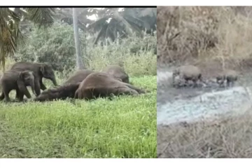 மின்சாரம் தாக்கி உயிரிழந்த 3 யானைகள் - தனித்துவிடப்பட்ட 2 குட்டிகள் கண்டுபிடிப்பு