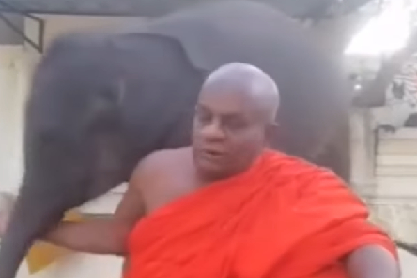 வெள்ளத்தில் காப்பாற்றப்பட்ட யானைக் குட்டி | Baby Elephant Rescued From Flood