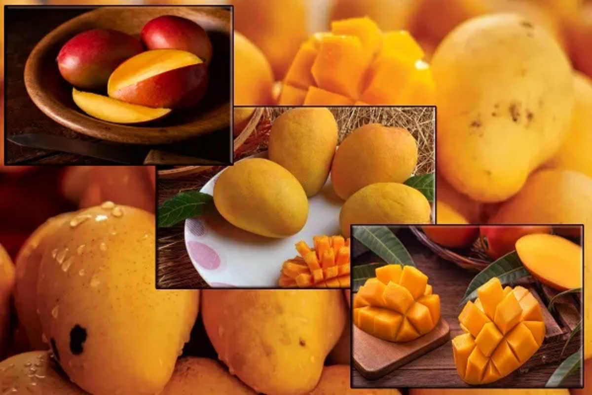 உங்களுக்கு யூரிக் அமிலம் இருந்தால் மாம்பழம் சாப்பிடலாமா? | Can Eat Mangoes If You Have High Uric Acid Levels