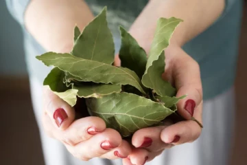 நீரிழிவு பிரச்சினை உள்ளவங்க தெரியாமகூட இந்த இலைகளை உணவில் சேர்த்துக்காதீங்க... உயிருக்கு ஆபத்து?