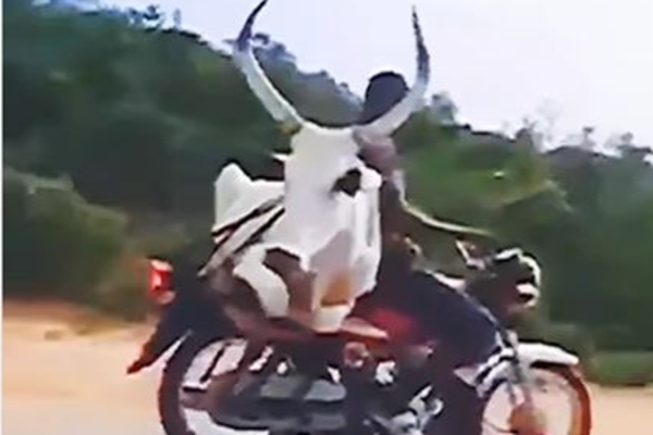 எருதுடன் அசால்டாய் பைக் ஓட்டும் நபர்..சுற்றிச்சுற்றி வேடிக்கை பார்க்கும் ருசிகரம் | Viral Video Fun Video