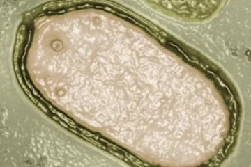 50,000 ஆண்டுகள் உறைந்த நதியில் சிக்கியிருந்த வைரஸ் கண்டுபிடிப்பு