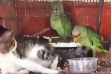 மனசுல 1000 கவலைகளா? நொடியில் மறக்க வைக்கும் ஒரே ஒரு காணொளி