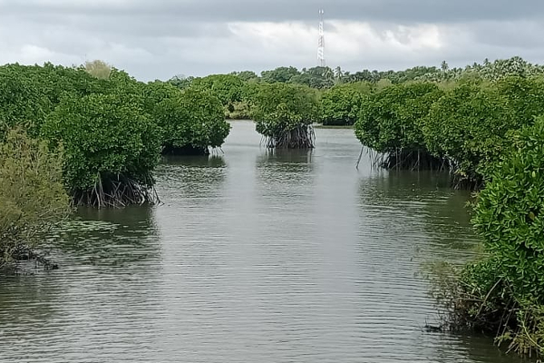 பச்சைப்புல்மோட்டை மாவீரர் துயிலும் இல்லத்தில் மறக்கப்பட்ட மாவீரர் நாள் நிகழ்வுகள் (படங்கள்) | Forgotten Ltte Leaders Pachipulmottai