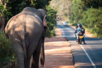 காட்டு யானையுடன் ஒரு செல்பி ; விபரீதத்தில் முடிந்த வெளிநாட்டு பெண்ணின் ஆசை!