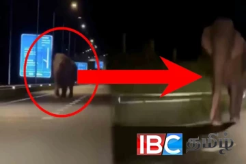 அதிவேக நெடுஞ்சாலைக்குள் திடீரென நுழைந்த யானையால் பரபரப்பு