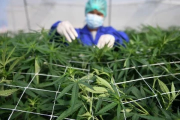 தாய்லாந்தில் வந்து குவியும் சுற்றுலாப் பயணிகள்! என்ன காரணம் தெரியுமா?