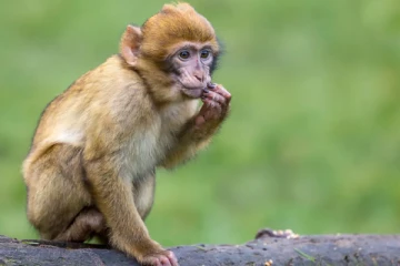 குரங்குகளை கொல்ல விவசாயிகளுக்கு அரசாங்கம் அனுமதி