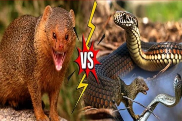 அட இது தெரியாம போச்சே..! கீரியும் பாம்பும் பரம எதிரிகளாக இருக்க இதுதான் காரணமா?