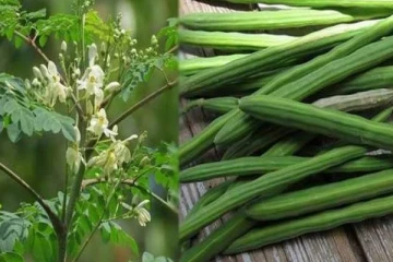 யாழில் அதிர்ச்சியை ஏற்படுத்திய முருங்கைக்காயின் விலை!