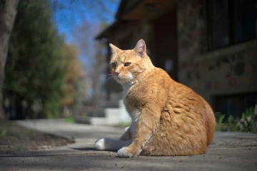 கனடாவில் பூனைகளை காப்பாற்ற முயற்சித்த 4 பேருக்கு நேர்ந்த கதி