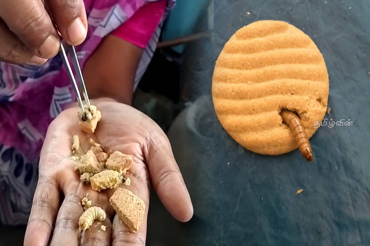 புழுக்களுடன் விற்பனை செய்யப்பட்ட பிஸ்கட்டுக்கள் - உரிமையாளருக்கு எதிராக கடும் நடவடிக்கை | Biscuits Sold With Worms
