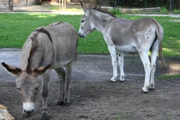 பெற்றோல் விலை உயர்வு: கழுதையில் பணிக்கு வரலாமா? அனுமதி கோரிய விமான ஊழியர்!