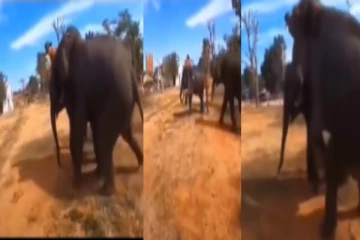 நீ எனக்கு தான் சொந்தம்... - பாகனிடம் யானை செய்த செயல் - நெகிழ்ந்து போன நெட்டிசன்கள்