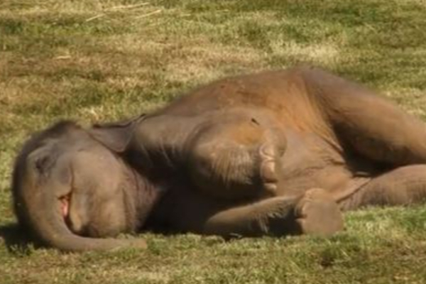 அசந்து தூங்கும் குட்டி - எழுப்ப போராடும் தாய் யானை...இறுதியில் இப்படி ஒரு நிலையா? | Viral Video Elephont World