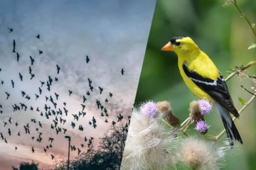 அதிஷ்டத்தை அள்ளித்தரும் பறவைகள்! இவற்றை வளர்த்தால் கோடிபலன்