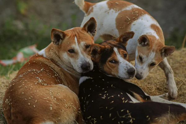 நாய்களால் தொல்லை; மனைவியிடம் விவாகரத்து கோரிய கணவர் | Husband Seeks Divorce Wife Over Dog Harassment நாய்களால் தொல்லை; மனைவியிடம் விவாகரத்து கோரிய கணவர் | Husband Seeks Divorce Wife Over Dog Harassment