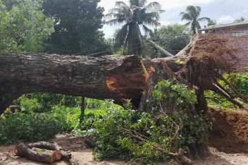 கொழும்பில் தொடர்ச்சியாக முறிந்து விழும் மரங்கள்