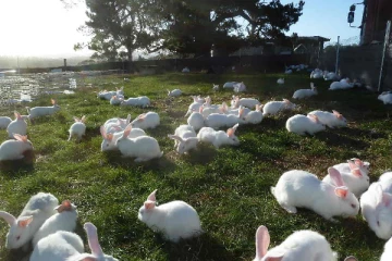முயலால் ஆஸ்திரேலியாவிற்கு இத்தனை கோடி நஷ்டமா!