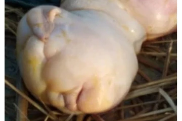 ஆடுக்கு பிறந்த வினோத உருவம்! சில நிமிடங்களில் காத்திருந்த பேரதிர்ச்சி... அதிர்ச்சி புகைப்படம்