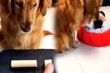 தாய்மை பாசத்தில் மனிதர்களை மிஞ்சிய நாய்! மில்லியன் கணக்கானோர் பார்த்து ரசித்த வீடியோ காட்சி..