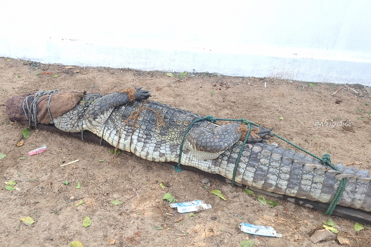 மட்டக்களப்பில் இராட்சத முதலை வன ஜீவராசிகள் திணைக்களத்தினரால் மடக்கி பிடிப்பு | Giant Crocodile Captured Wildlife Department Batti மட்டக்களப்பில் இராட்சத முதலை வன ஜீவராசிகள் திணைக்களத்தினரால் மடக்கி பிடிப்பு | Giant Crocodile Captured Wildlife Department Batti