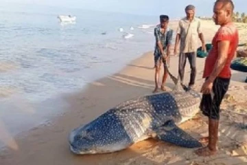 யாழ் மீனவர்களின் வலையில் சிக்கிய அரியவகை புள்ளி சுறா!