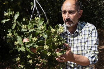 அரியவகை மரத்திலிருந்து தயாராகும் கொரோனா தடுப்பூசி