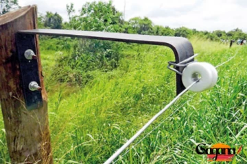 පුද්ගලයන් දෙදෙනේකුට මරු කැදවූ අලි වැට