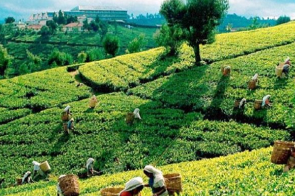 மலையக மக்களின் வருகை வடக்கு - கிழக்கிற்கு சாதகமா? பாதகமா? | Upcountry People In Sri Lanka