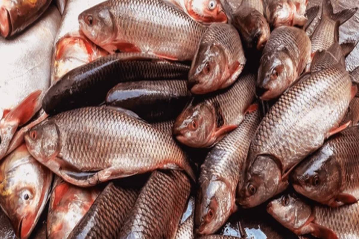 சுடு சாதத்திற்கு கேரளா தேங்காய் மீன் குழம்பு - வெறும் 7 பொருட்கள் போதும் | Kerala Coconut Fish Curry For Rice சுடு சாதத்திற்கு கேரளா தேங்காய் மீன் குழம்பு - வெறும் 7 பொருட்கள் போதும் | Kerala Coconut Fish Curry For Rice