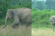 අලියෙක් පාපන්දු ක්‍රීඩා කරයි - පිටියේ දස්කම් පෑ අලියෙක් අසාම්හි