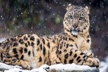 இந்தியாவிலுள்ள பனிச்சிறுத்தைகள் பற்றிய தகவல்