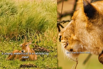 Viral video: பதுங்கி பாய்ந்து மானை வேட்டையாடும் பெண் சிங்கம்