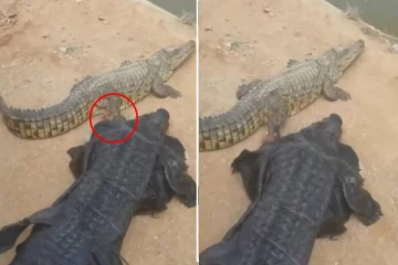 முதலைப்போல் ஆடை அணிந்து முதலையுடன் நபர் செய்யும் சேட்டை!மில்லியன் கணக்கானோரை கவர்ந்த வீடியோ காட்சி