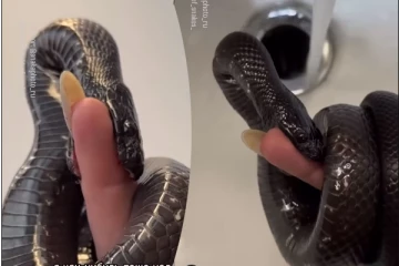 பெண்ணின் விரலை பதம் பார்த்த மெக்சிகன் கருப்பு ராஜா பாம்பு... வைரலாகும் காணொளி!